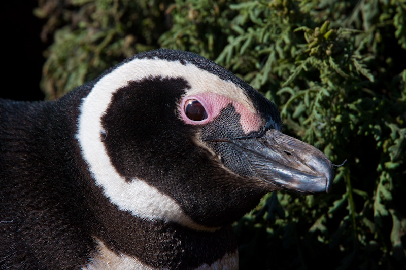 Magellanic Penguin